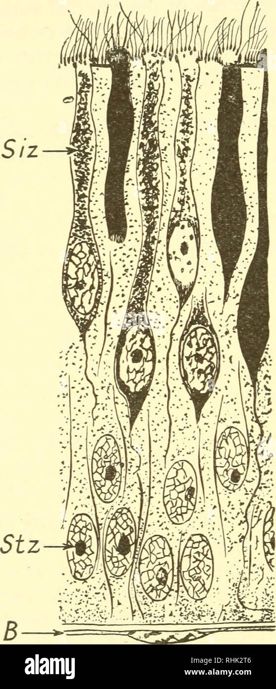 . La biologie des animaux marins. Les animaux marins ; physiologie, Comparative. 354 LA BIOLOGIE DES ANIMAUX MARINS résidant dans la fraction des protéines. Ces poissons ne sont pas réceptifs à l'eau qui contient l'alimentation des poissons. L'aiguillat et téléostéens cessent de répondre à la nourriture cachée lorsque les narines sont bouchées ou les nerfs olfactifs (22, 109, 117, 152). Le rôle de l'odorat dans l'orientation est indiquée par des réponses conditionnées à la présence naturelle d'odeurs de l'environnement. Le saumon peut détecter les flux. Fig. 8.32. D'épithélium olfactif Petromyzon (Ballowitz après et la plaque.) Siz, sens des cellules ; Stz, appuyer c Banque D'Images