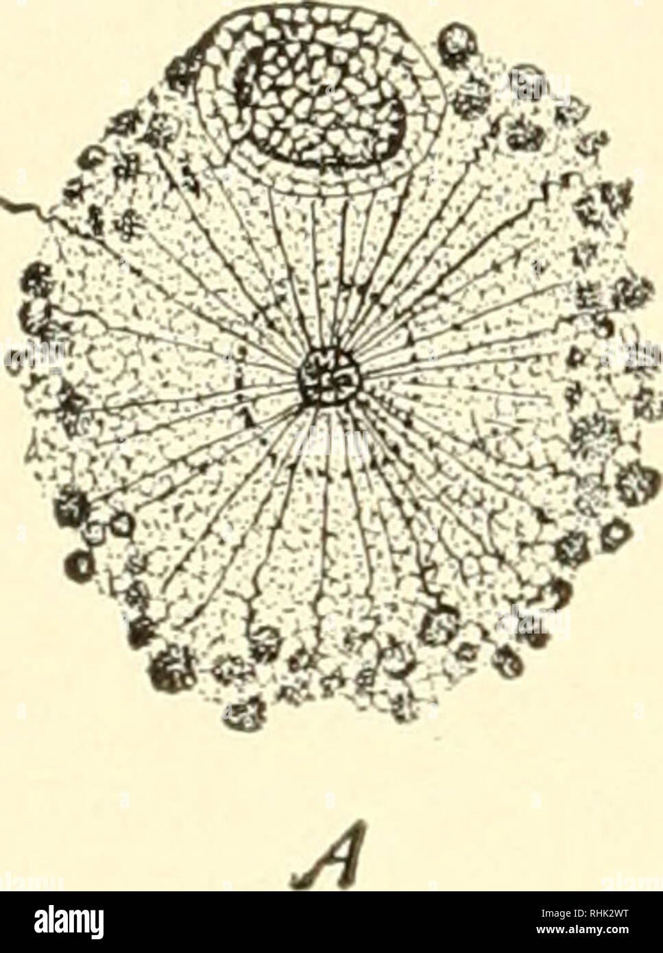 . La biologie de la protozoaires. Les protozoaires ; les protozoaires. 214 BIOLOGIE DES PROTOZOAIRES les pôles de la fusée nucléaire qui vient à l'intérieur du noyau. La figure mitotique est donc composé d'éléments cytoplasmiques, cinétiques des éléments provenant du noyau, et la chromatine. Une combinaison similaire se produit en divisant Heliozoa. La description initiale de la division de par acukata Acanthocystis Schaudinn, une forme possédant la caractéristique de l'Heliozoa granule central, a été habilement- modifié par observations plus tard. En fonction de la granule central Schaudinn ou centroblepharoplast qui est le f Banque D'Images