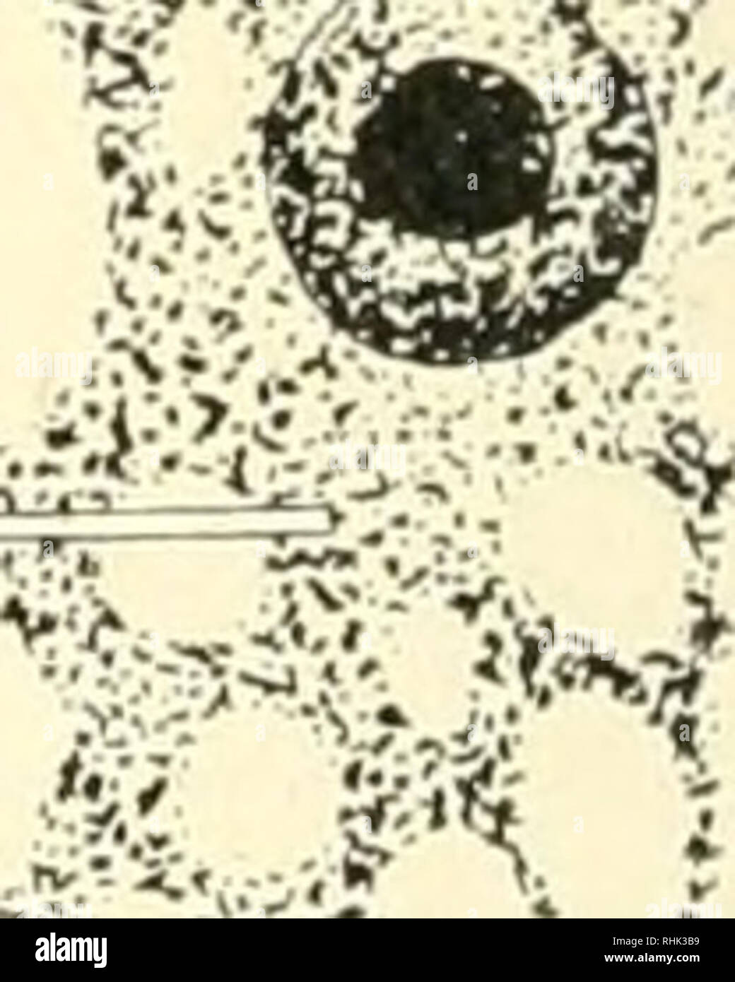 La Biologie De La Protozoaires Les Protozoaires Les Protozoaires R C A Fif5 Tf Trca A A Ale O Ix Otra A V Lt A A A X A X J Li V J3 C V4 Fig 7 3 Atypes De