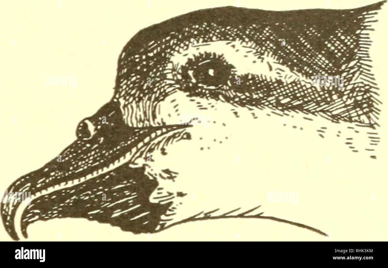 . La biologie des animaux marins. Les animaux marins ; physiologie, Comparative. Fig. 5.23. Tête et Bill du large-billed Prion Pachyptila forsteri (à gauche) une vue du palais de la mandibule supérieure, montrant les fanons - comme les lamelles du maxillaire. (À DROITE) vue de la tête, montrant la pochette extensible. (À partir de Murphy (78).) la mâchoire inférieure est soulevée et le timon en position élevée, l'eau est forcée hors de la cavité buccale. Les organismes planctoniques qui ont été filtrés off sont laissés en plan sur la langue et sont avalées. La principale source alimentaire de fanons de baleines se compose de grandes espèces de plancton (krill). Dans l'Antar Banque D'Images