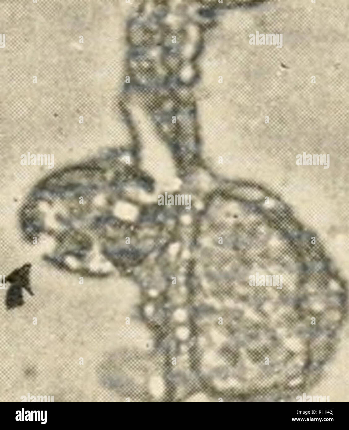 . La biologie d'Hydra et de quelques autres, les coelentérés 1961. Hydra ; ; ; Ctenophora Cnidaria cnidaires ; l'Hydre. BERNARD L. STREHLER 387 dans eux. Après avoir vu la répartition de la phosphatase acide granules, nous avons ré-examiné certains des micrographies électroniques que nous avions pris. Nous avons un plan beaucoup plus l'étude systématique de la hydranths pour voir s'ils contiennent des structures reminescent de lysosomes. Dans la figure 13, qui représente un groupe de tentacules à leur point de fixation à la paroi du corps, sont des objets qui peuvent être des candidats appropriés. Ils ne sont certainement pas mitochon- dria qui sont al Banque D'Images