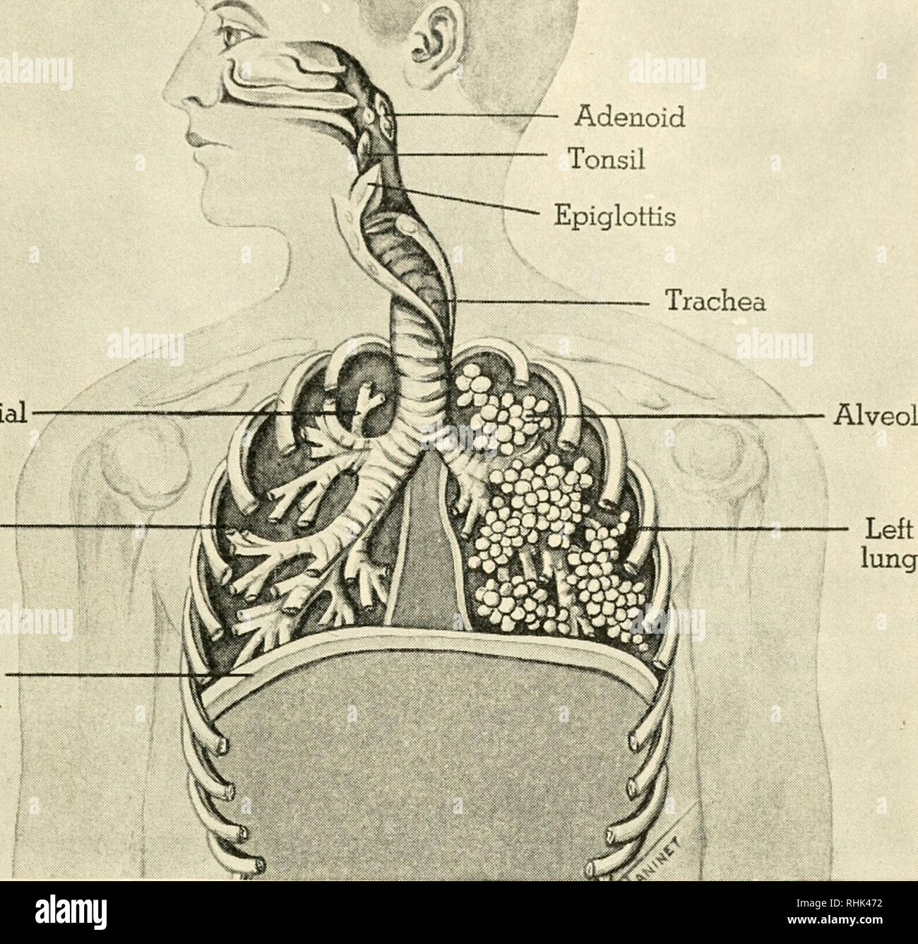 . La biologie et l'homme. Biologie ; les êtres humains. L'amygdale adénoïde bronches poumon droit diaphragme Alveoh. Poumons Dans l'homme la main dans la gorge de la trachée se divise en branches principales, les bronches, l'un pour chaque poumon. Les bronches diviser encore et encore, le plus petit des tubules de l'air se terminant dans les alvéoles, ou de petits sacs. L'épiglotte gouttes sur la trachée lorsque des aliments sont avalés dans le pharynx à l'œsophage diaphragme. Cela sépare la cavité thoracique de la cavité abdominale (voir illustration ci-dessus). Inspiration et expiration sont causés par l'expansion et la contraction de la cage thoracique Banque D'Images