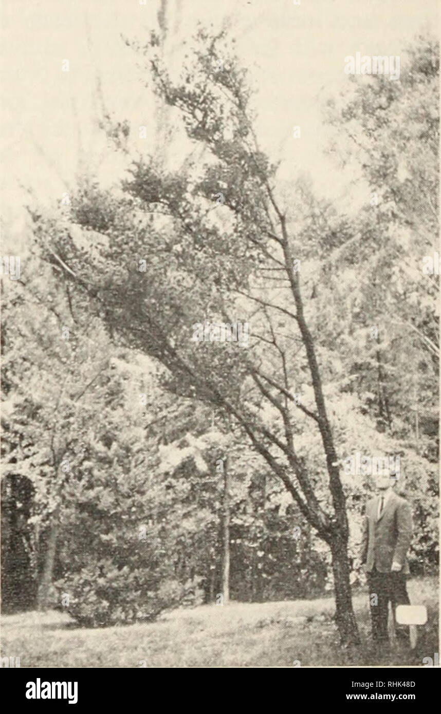 . Biologie de la rouille dans les arbres des forêts : actes de l'OTAN et l'institut d'études avancées de l'IUFRO, 17-24 août, 1969. Les arbres ; le pin ; arbres ; les maladies de la rouille. SUoMttdH La Figure 6. A. Trente-huit-&gt;ear-vieux à Westtown Pinus armandii en Pennsylvanie. B. Pinus eembva à Mt. Auburn, Massachusetts (photo gracieuseté de l'Arnold Arboretum). C. Quarante-sept ans, flore Pinus parvi (probablement var. pentaphylla) à Westtown, Pennsylvanie. D. Cinquante-trois ans P. parviflora var. (probablement) himekomatsu Wcoster à l'Ohio.. Veuillez noter que ces images sont extraites de la page numérisée des images qui peuvent avoir été dig Banque D'Images