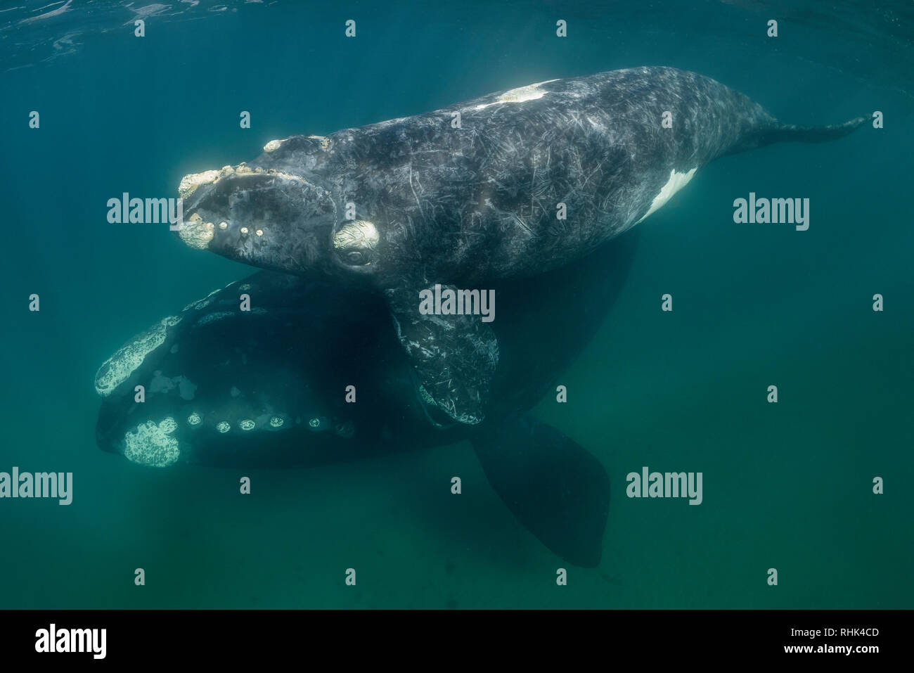 Baleine franche australe et son petit veau dans le golfe Nuevo, la Péninsule de Valdès, l'Argentine, au cours de la saison d'accouplement et de mise bas pour les baleines. Banque D'Images