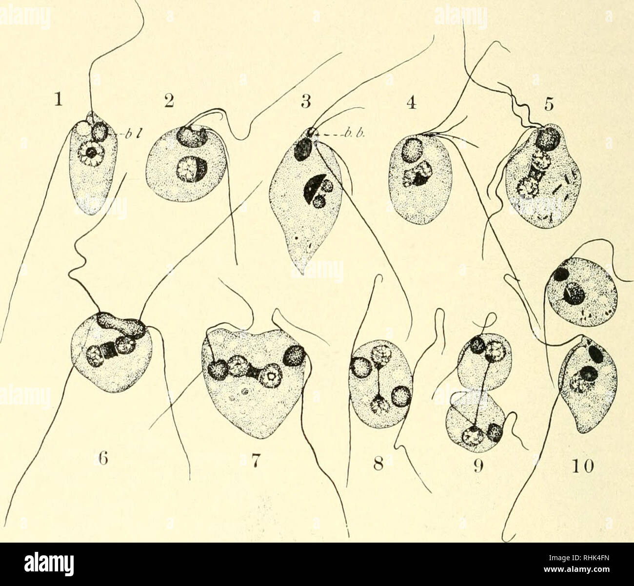 . La biologie de la protozoaires. Les protozoaires ; les protozoaires. 74 BIOLOGIE DES caudaium {micronoyeaux protozoaire Paramecium bursaria, P., etc.) qui, dans certains cas, prend la forme d'un, formant un centriole cen- trodesmus typique au cours de la division (e. g., dans la maturation d'abord des axes de Uroleptus mohilis).. Fig. 33.-Bodo ovatus Stein (edax, Belar). (1) individu végétatif avec deux flagelles (blepharoplast^ 6 ; et le noyau avec endosome. (2 G) à la Division des corps basaux, blepharoplast et noyau ; (7 à 10) achèvement de la division nucléaire et la division du corps cellulaire. (Après Belar, d'Dofiein.) 3. KINETIC Banque D'Images