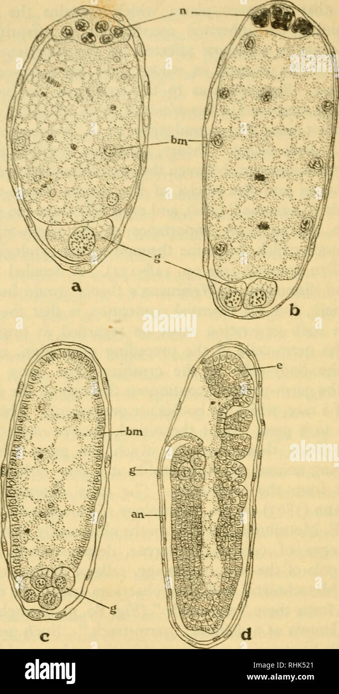 . La biologie des insectes. Les insectes -- Biologie. 360 LA BIOLOGIE DES INSECTES. Fig. 80.-étapes de l'élaboration d'paedogenetic Miastor ameri- cana. un stade précoce, montrant un peu de cellules somatiques (BM), un groupe de cellules nutritives (^0 et un "pôle" des cellules germinales primordiales (g) ; b, ultérieurement avec deux "pôle" les cellules germinales (g), les cellules somatiques (hn) vers le bord de l'oeuf ; c, blastoderme {bm) enveloppant d'œuf, et groupe de huit cellules germinales (g) ; d, embryon, avec tête-région (e), la segmentation du corps, amnios {un) et les cellules germinales (g) à la fin de l'entraver toutes fortement agrandie. Après R. W. Hegner {jfouni. Morph. xxv Banque D'Images