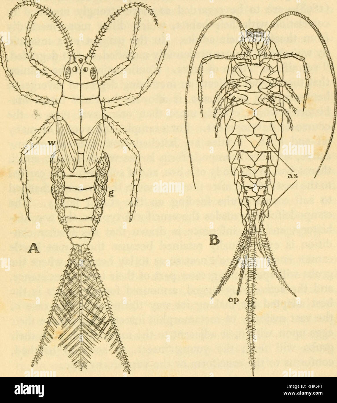 La biologie des insectes. Les insectes -- Biologie. Croissance et  transformation 185 imago nous avons remarqué (pp. 177-8) qu'il y a un type  de larve avec cuticule entreprise principalement de sorte