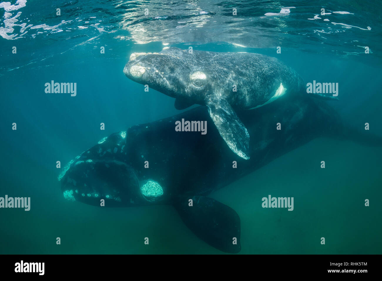 Baleine franche australe et son petit veau dans le golfe Nuevo, la Péninsule de Valdès, l'Argentine, au cours de la saison d'accouplement et de mise bas pour les baleines. Banque D'Images
