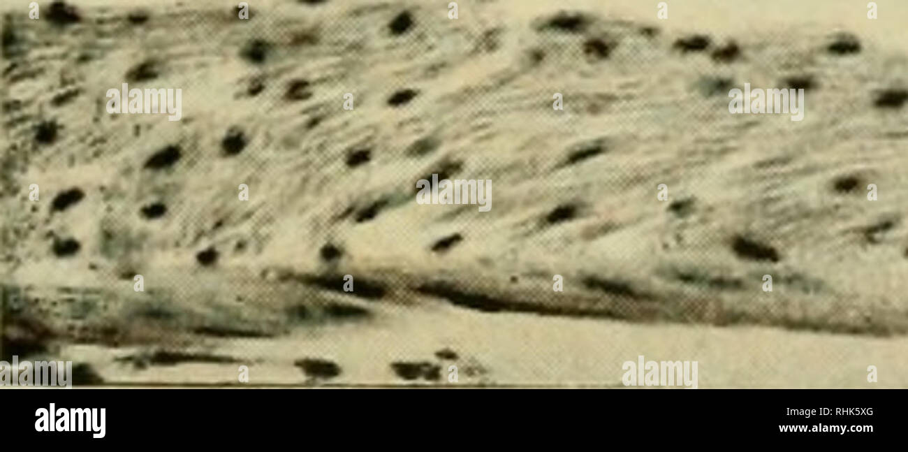 . Laboratoire de biologie de la souris. Souris comme animaux de laboratoire ; souris ; les animaux de laboratoire ; les souris. Gobelet de l'épithélium intestinal lamina propria glande cellule musculaire muqueuse follicule solitaire. ibmucosa -Musculeuse externe Fig. 57.-virgule, longiludinal article. (X200). follicules lymphatiques solitaires sont présents en nombres variables. Ils s'étendent dans la couche sous-muqueux. De Peyer sont également trouvés. La partie ascendante du côlon contient plusieurs (environ 14) plis transversaux parallèles, qui sont constitués de la muqueuse (fig. 57). Dans le côlon descendant et le rectum les matières fécales est bois- Banque D'Images