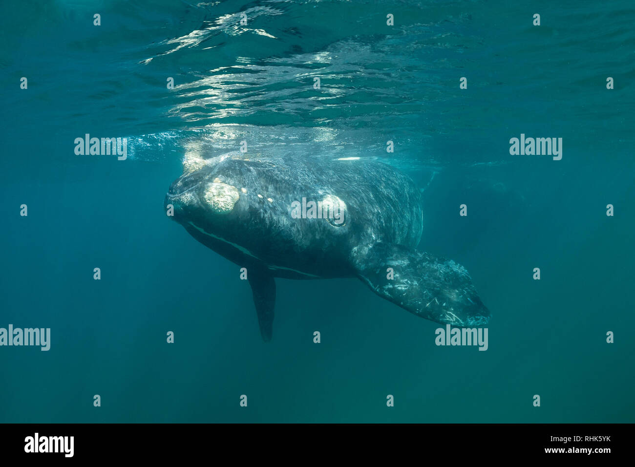 Baleine franche australe calf dans les eaux eaux protégées du Golfe Nuevo, la Péninsule de Valdès au cours de la saison d'accouplement et de mise bas pour les baleines. Banque D'Images