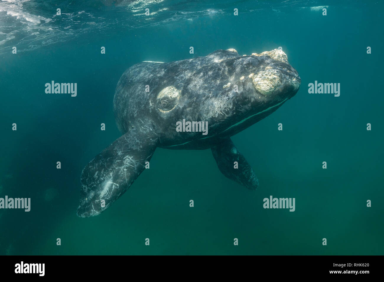 Baleine franche australe et son petit veau dans le golfe Nuevo, la Péninsule de Valdès, l'Argentine, au cours de la saison d'accouplement et de mise bas pour les baleines. Banque D'Images