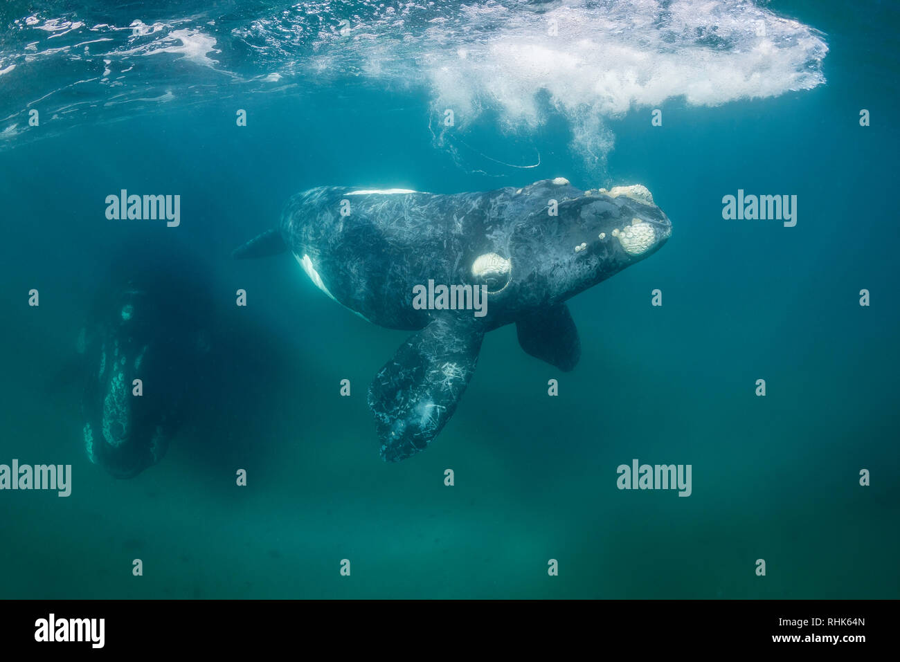 Baleine franche australe et son petit veau dans le golfe Nuevo, la Péninsule de Valdès, l'Argentine, au cours de la saison d'accouplement et de mise bas pour les baleines. Banque D'Images