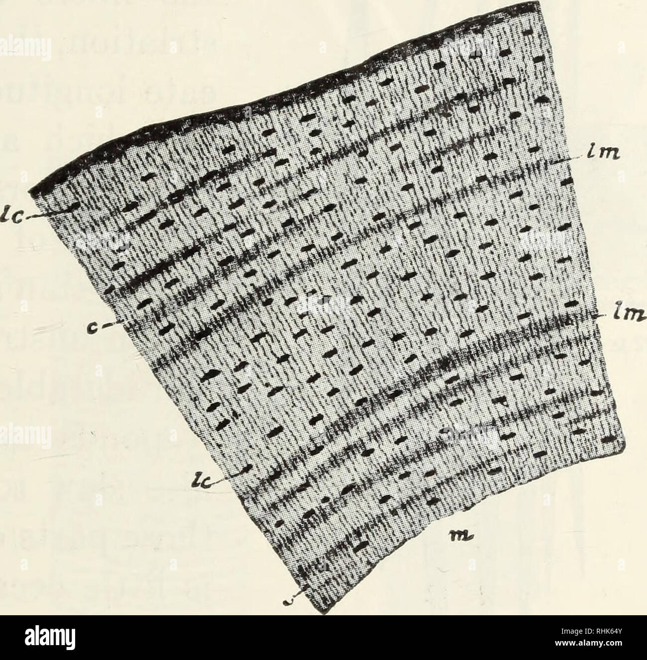 . La biologie de la grenouille. Les grenouilles. Histologie DE LA GRENOUILLE 131 en faisant une section transversale du fémur. La partie centrale de l'os est creux et rempli de moelle osseuse, et la surface extérieure est recouverte d'une couche de périoste, qui est similaire à la structure de l'perichondrium entourant le cartilage. La substance osseuse est organisé en couches concentriques, ou lamellce lacunce, qui contiennent de nombreuses, dans laquelle se trouvent les cellules osseuses. Les lacunes de la ramification fine tubes, ou les processus de canalicules, contenant les cellules osseuses, sont libérés ex- tendent dans toutes les directions et s'anastomosent avec les canali Banque D'Images