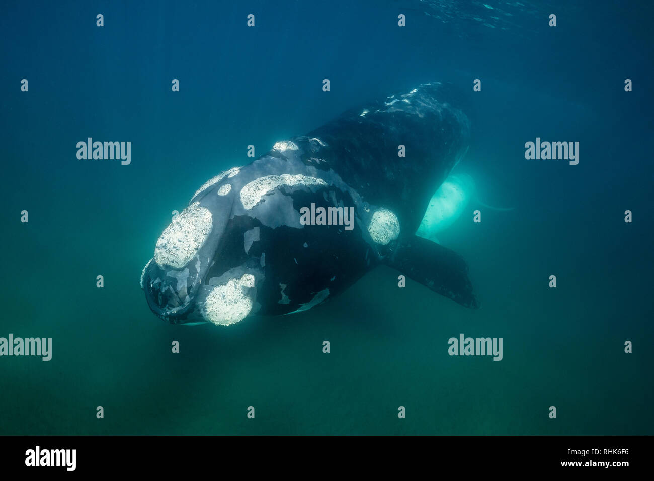 Baleine franche australe et son petit veau blanc dans le golfe Nuevo, la Péninsule de Valdès, l'Argentine, au cours de la saison d'accouplement et de mise bas pour les baleines. Banque D'Images