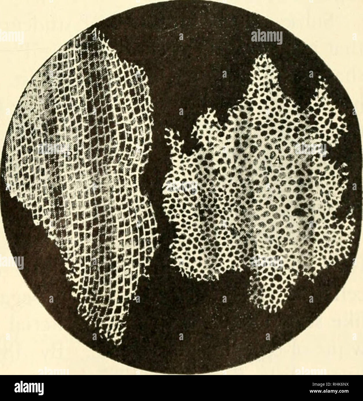 . La biologie et l'homme. Biologie ; les êtres humains. L'Archive Bettmann un anglais contemporain de Leeuwen- Hoek's, Robert Hooke (1635-1703), avaient le même passe-temps. En tant que scientifique, il a fait des études plus systématiques de bits de plantes et animaux dans une mince tranche de l'écorce de chêne ou de liège, Hooke a vu peu de compartiments pour laquelle il a donné le nom de cellules ou chambres, puisqu'ils ont suggéré les cellules d'une ruche ou les chambres d'une maison. L'Italien Malpighi a également vu ces "cellules" dans d'autres fragments de plantes. Le microscope ET CELLULES. Veuillez noter que ces images sont extraites de la page numérisée des images qui peuvent avoir Banque D'Images