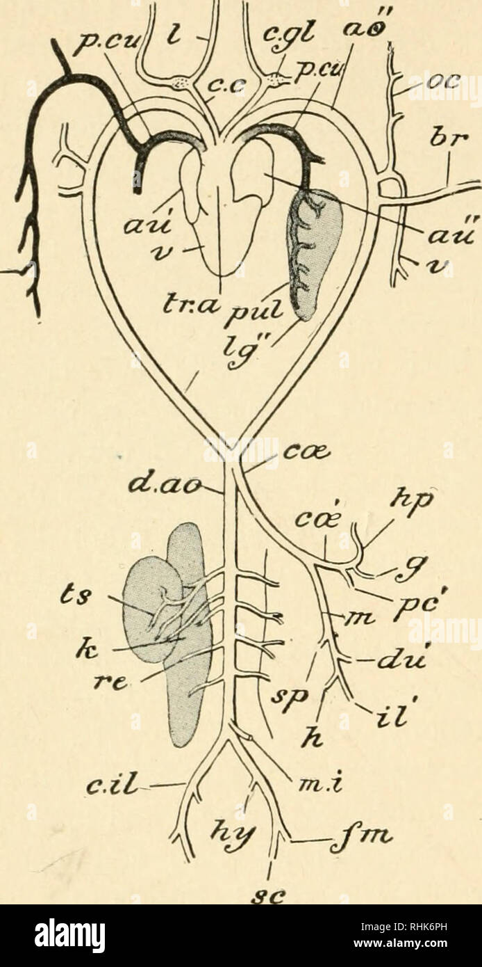 . La biologie de la grenouille. Les grenouilles. 268 LA BIOLOGIE DE LA GRENOUILLE CHAP.. Fig. 74. - Schéma du système artériel du fiog, vu le côté vential trb, ao", l'arc aortique ; un', oreillette droite, gauche" ati ; pavillon ; br, artère brachiale ; c.c, gl, carotide ; c.la glande carotide ; c. il, iliaque commune ; ccs, cceliaco-mes- enteric ; c(£', maladie coeliaque ; cu, cutané ; d.Ao, aorte dorsale ; fin, fémorale ; g, gastrique ; h, hsemorrhoidal ; hp, hépatique ; hy, epigastrico- ; k, vésicale ; rein / lingual ; /^", poumon gauche ; m, w ; mésentérique antérieure./, postérieur messines- teric ; oc, occipitales ; /t', du pancréas ; p.cu, pulmo- Banque D'Images