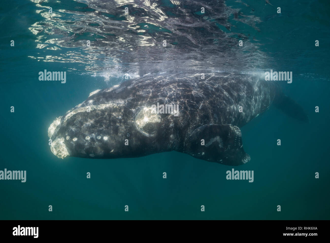 Baleine franche australe close up dans le golfe Nuevo, la Péninsule de Valdès, l'Argentine. Banque D'Images