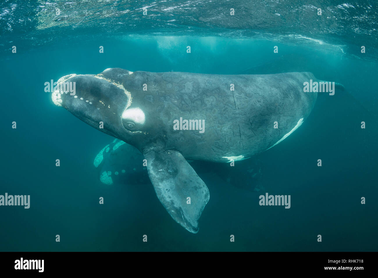 Baleine franche australe et son petit veau dans le golfe Nuevo, la Péninsule de Valdès, l'Argentine, au cours de la saison d'accouplement et de mise bas pour les baleines. Banque D'Images