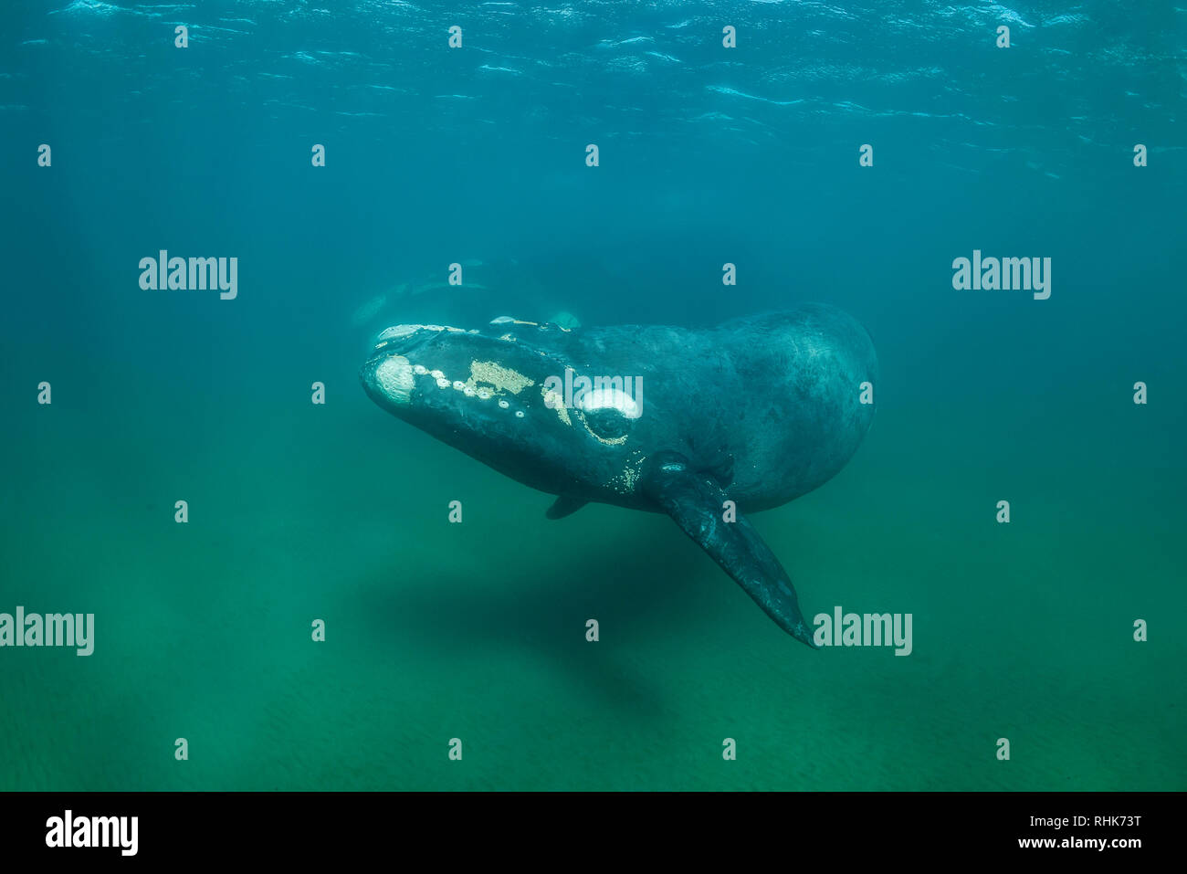 Baleine franche australe calf dans les eaux eaux protégées du Golfe Nuevo, la Péninsule de Valdès au cours de la saison d'accouplement et de mise bas pour les baleines. Banque D'Images