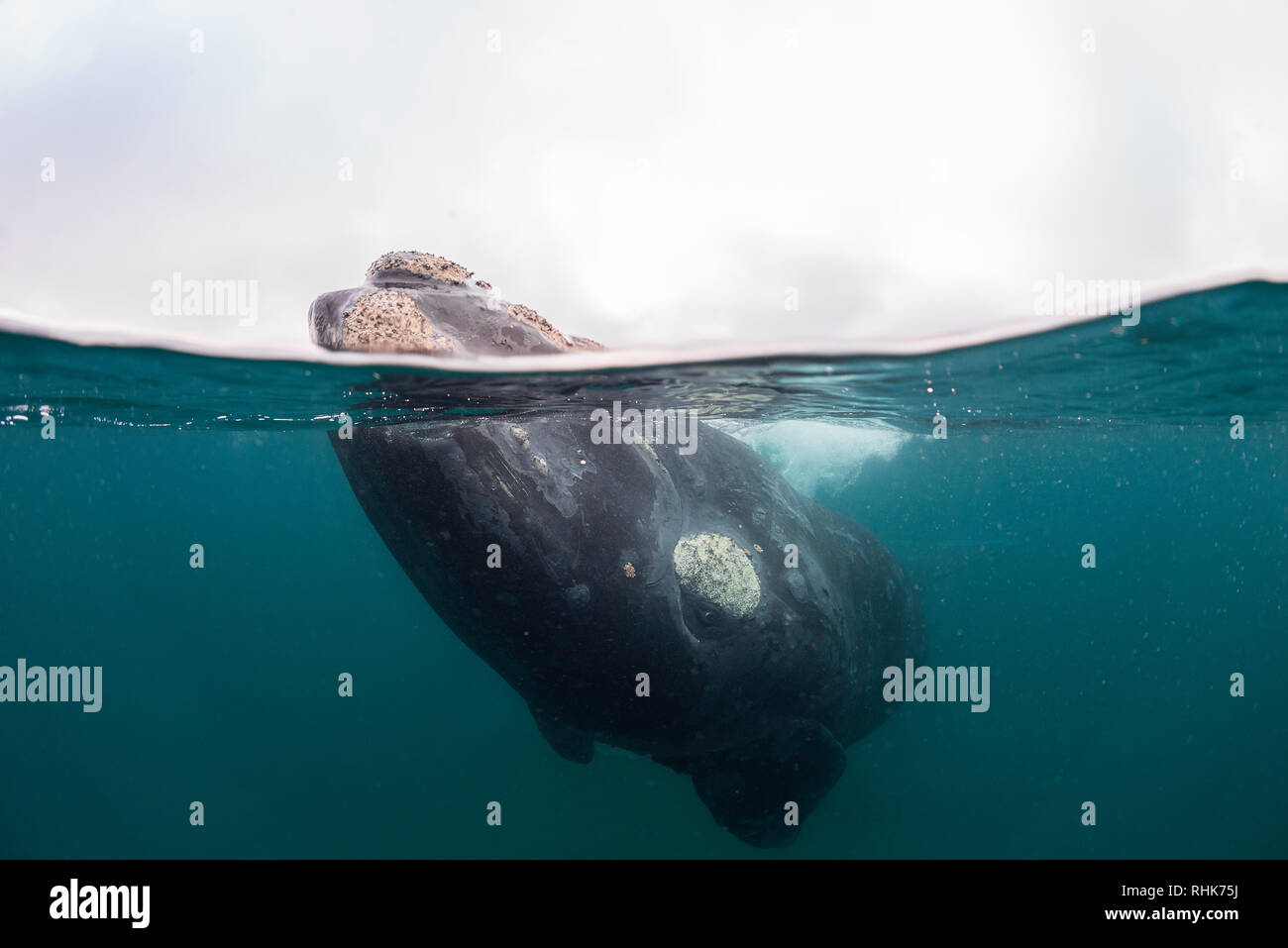 Split shot baleine australe close up dans le golfe Nuevo, la Péninsule de Valdès, l'Argentine. Banque D'Images