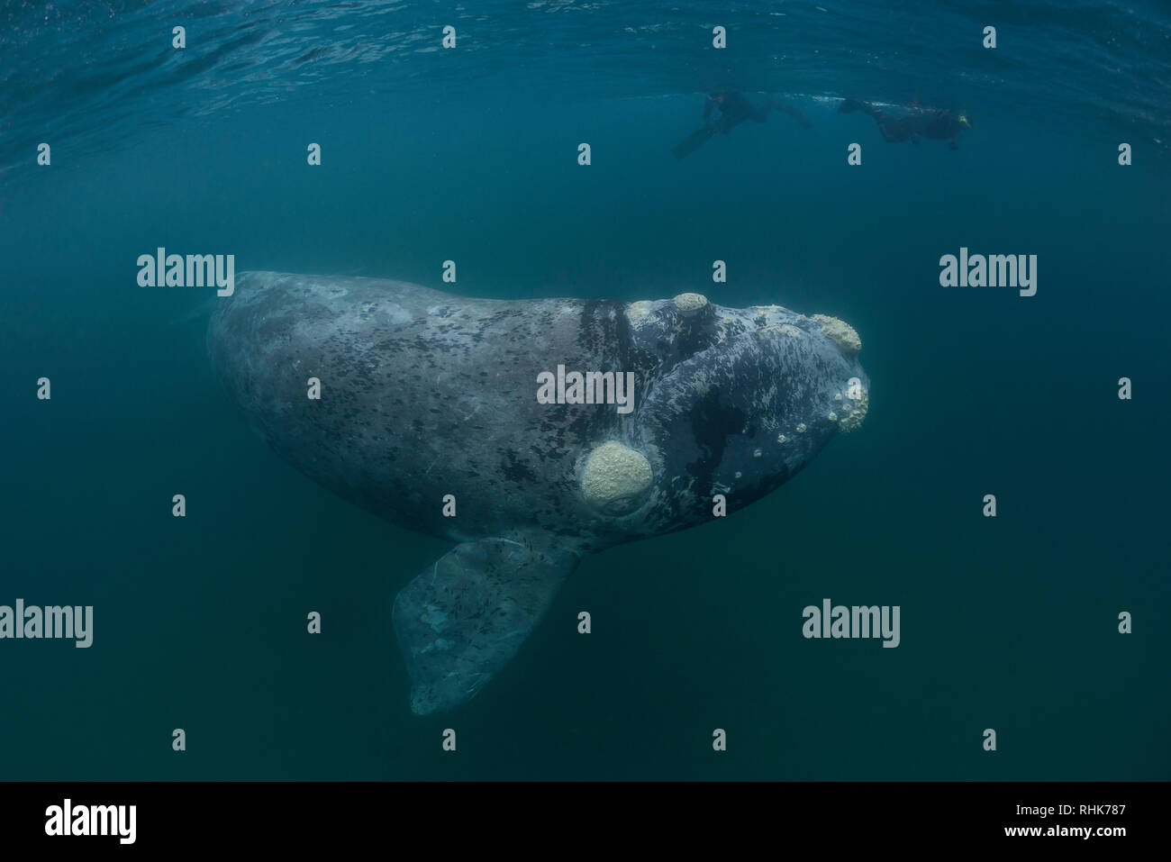 Baleine franche australe calf dans les eaux eaux protégées du Golfe Nuevo, la Péninsule de Valdès au cours de la saison d'accouplement et de mise bas pour les baleines. Banque D'Images
