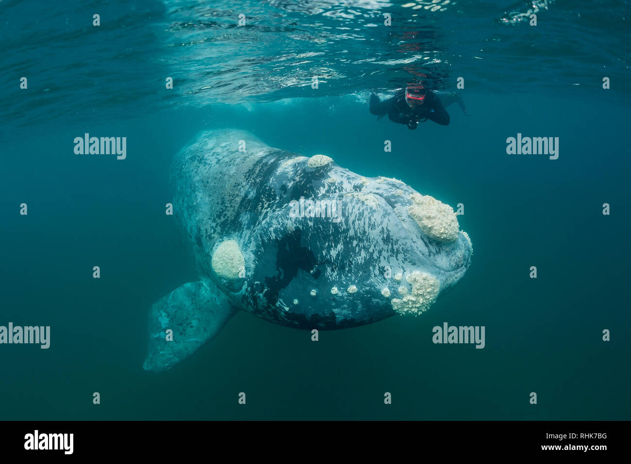 Baleine franche australe calf dans les eaux eaux protégées du Golfe Nuevo, la Péninsule de Valdès au cours de la saison d'accouplement et de mise bas pour les baleines. Banque D'Images