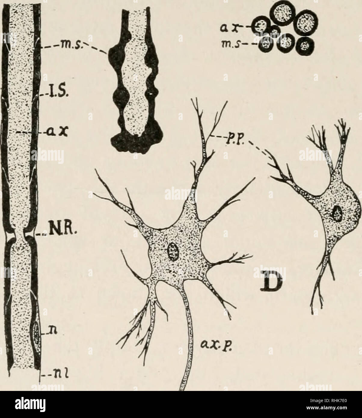 . La biologie de la grenouille. Les grenouilles. 132 LA BIOLOGIE DE LA GRENOUILLE CHAP, gaine médullaire est censé agir comme une sorte d'isolant, comme les revêtements qui sont bobinés autour d'un fil électrique. La fibre nerveuse, contrairement à celle de muscle, est une structure composite, étant formé d'éléments cellulaires d'origines diverses. La gaine du nerf représentent une série de cellules qui ont demandé à devenir mais ont une toute autre origine de l'axe du vérin. Ce dernier est toujours un hors- la croissance d'une cellule ganglionnaire ou nerveuses et est toujours d'ectoder- micro d'origine. Dans l'élaboration d'un nerf le cylindre axe i Banque D'Images