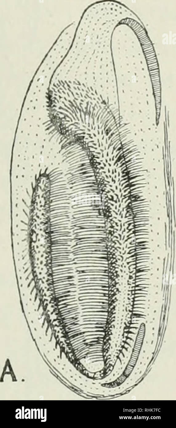 . La biologie des odonates (libellules ou Paraneuroptera). Dragon-mouches. IX LE SYSTÈME RESPIRATOIRE 169 mesostigma, mais par comparaison, beaucoup plus large et plus régulière en forme. Il n'a pas de peigne, mais un étroit volet chitineuses ou ridge se trouve en dessous de l'une lèvre. Sur ce volet est une ligne disposés régulièrement de soies raides, projection incurvée vers l'intérieur. Les spiracles abdominale (fig. 74) se trouvent dans la partie antérieure des parties de la membrane pleurale des huit premiers segments abdominaux. Ils augmentent dans la taille du premier segment de la huitième, la septième paire étant assez grand, la huitième paire beaucoup plus grande que n'importe quel de th Banque D'Images