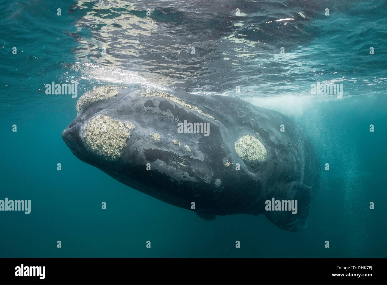 Baleine franche australe close up dans le golfe Nuevo, la Péninsule de Valdès, l'Argentine. Banque D'Images