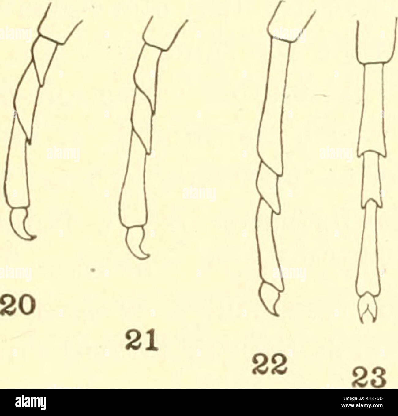 . Biologie des Membracidae du bassin du lac Cayuga ... Membracidae. . Veuillez noter que ces images sont extraites de la page numérisée des images qui peuvent avoir été retouchées numériquement pour plus de lisibilité - coloration et l'aspect de ces illustrations ne peut pas parfaitement ressembler à l'œuvre originale.. Funkhouser, William Delbert, 1881-. [Ithaca, N. Y. Banque D'Images