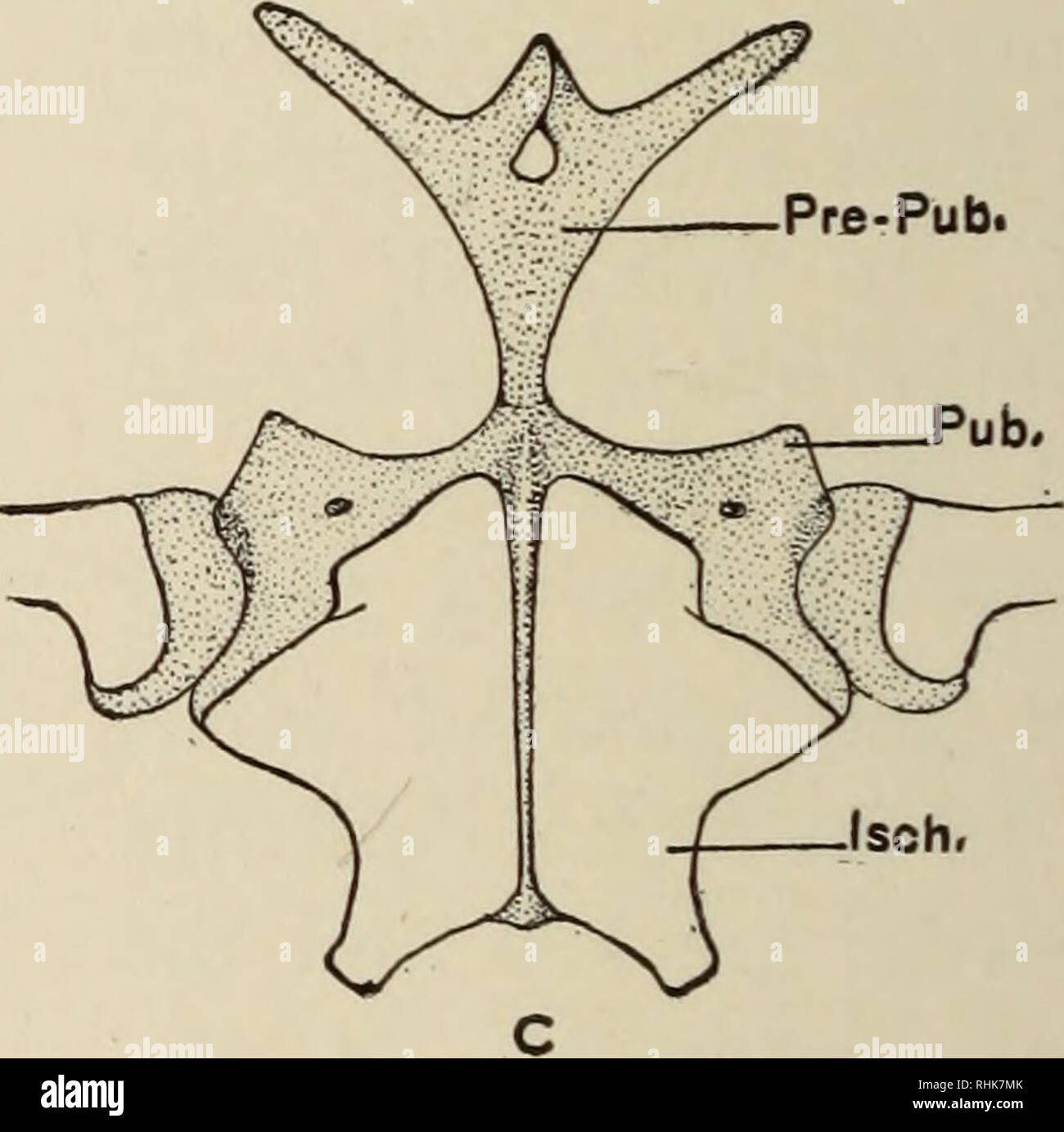 . La biologie de l'amphibia. Les amphibiens. post-pub. Fig. 88.-Le bassin d'une grenouille et celle de la salamandre comparés. A. Bassin d'Ascaphus truei vue latéralement. B. Même vu du dessous. C. aspect ventrale du bassin de Tylototriton verrucosus. Un prepubis se produit dans les deux. Dans la salamandre, le pubis est cartilagineux, tandis que dans la grenouille c'est fusionné avec l'ischion. Cocc, coccyx ; Isch., l'ischion ; Os.Il., ilium ; post-pub., postpubis ; pré-pub. prepubis ; Pub., pubis ; pubo.isch,, puboischium ; Sac, sacrum.. Veuillez noter que ces images sont extraites de la page numérisée des images qui peuvent avoir été digitall Banque D'Images