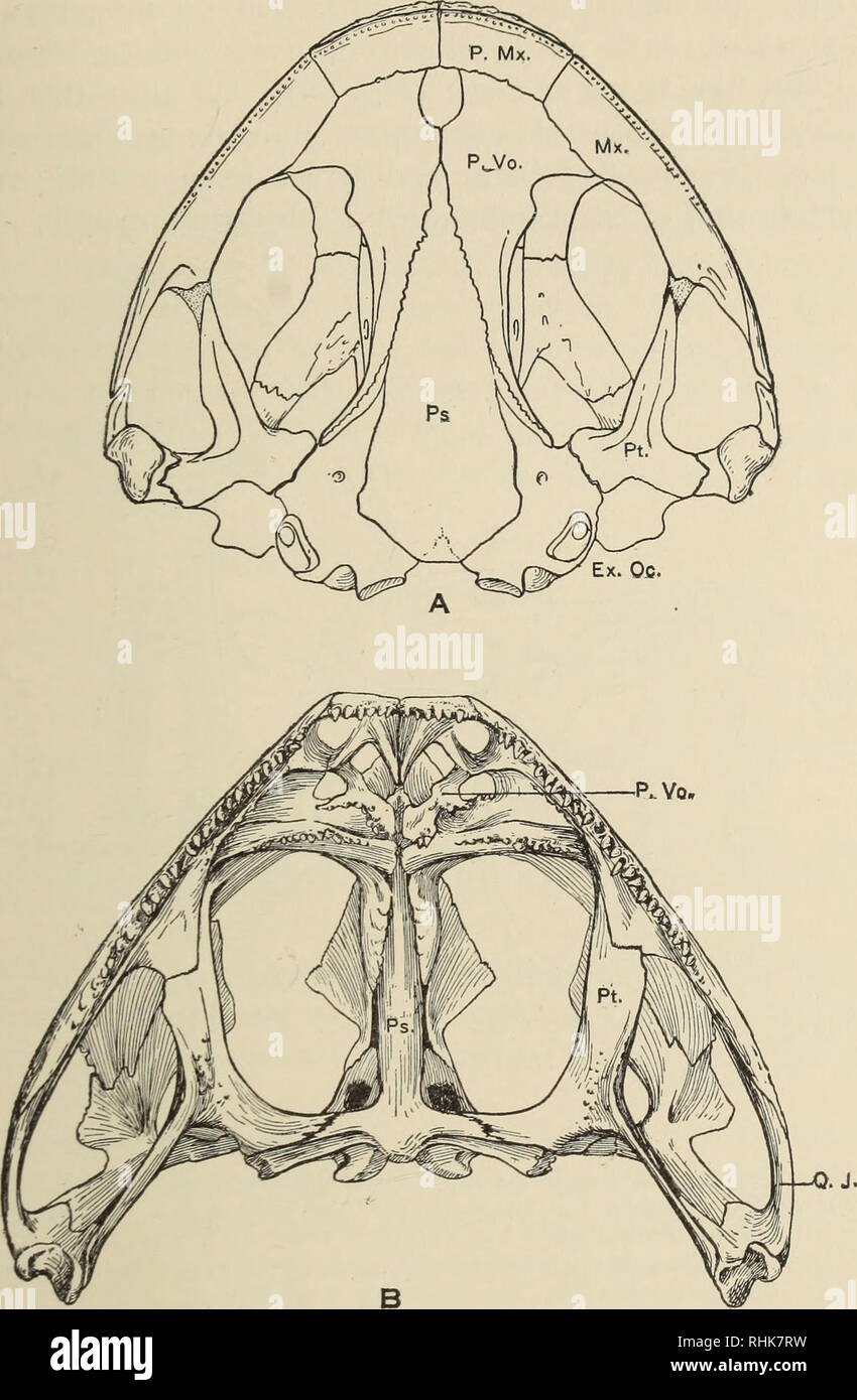 . La biologie de l'amphibia. Les amphibiens. Le squelette 217. Fig. 80.-palais des une salamandre et une grenouille montrant les ressemblances dans la structure du crâne. La principale différence est que dans la salamandre, Tylototriton verrucosus {A), le prevomers ont grandi en arrière le long de chaque côté du parasphénoïde, tandis que dans la grenouille Rana adspersa (B), ces os conservent leur position primitive. Les grenouilles sont aussi en conservant leur quadratojugal primitif qui est perdu comme un élément distinct de l'Urodèles. Le triradiate ptérygoïde est un héritage d'ancêtres du Carbonifère. Ex. Oc, exoccipital ; Mx., Banque D'Images