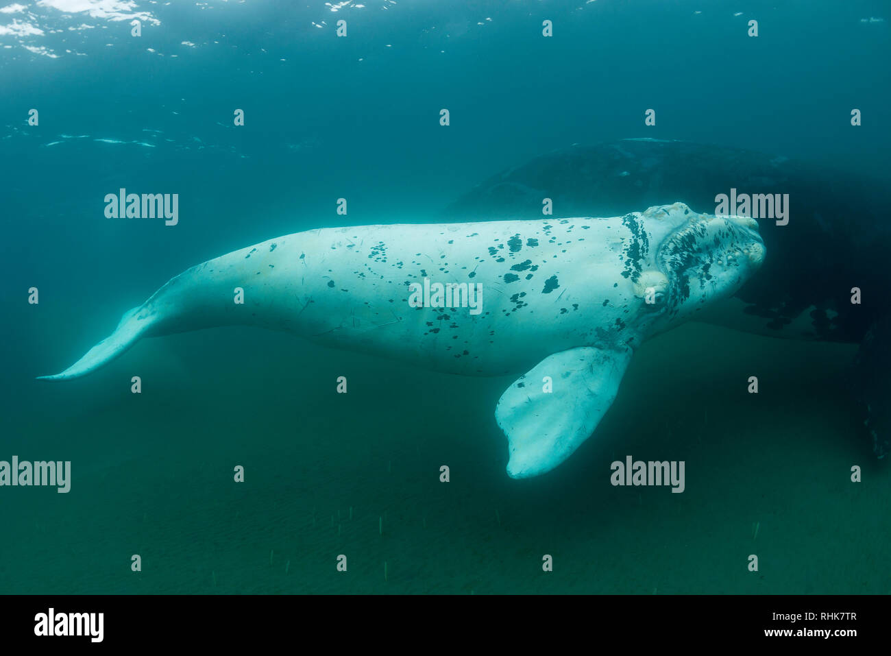 Baleine franche australe et son petit veau blanc dans le golfe Nuevo, la Péninsule de Valdès, l'Argentine, au cours de la saison d'accouplement et de mise bas pour les baleines. Banque D'Images