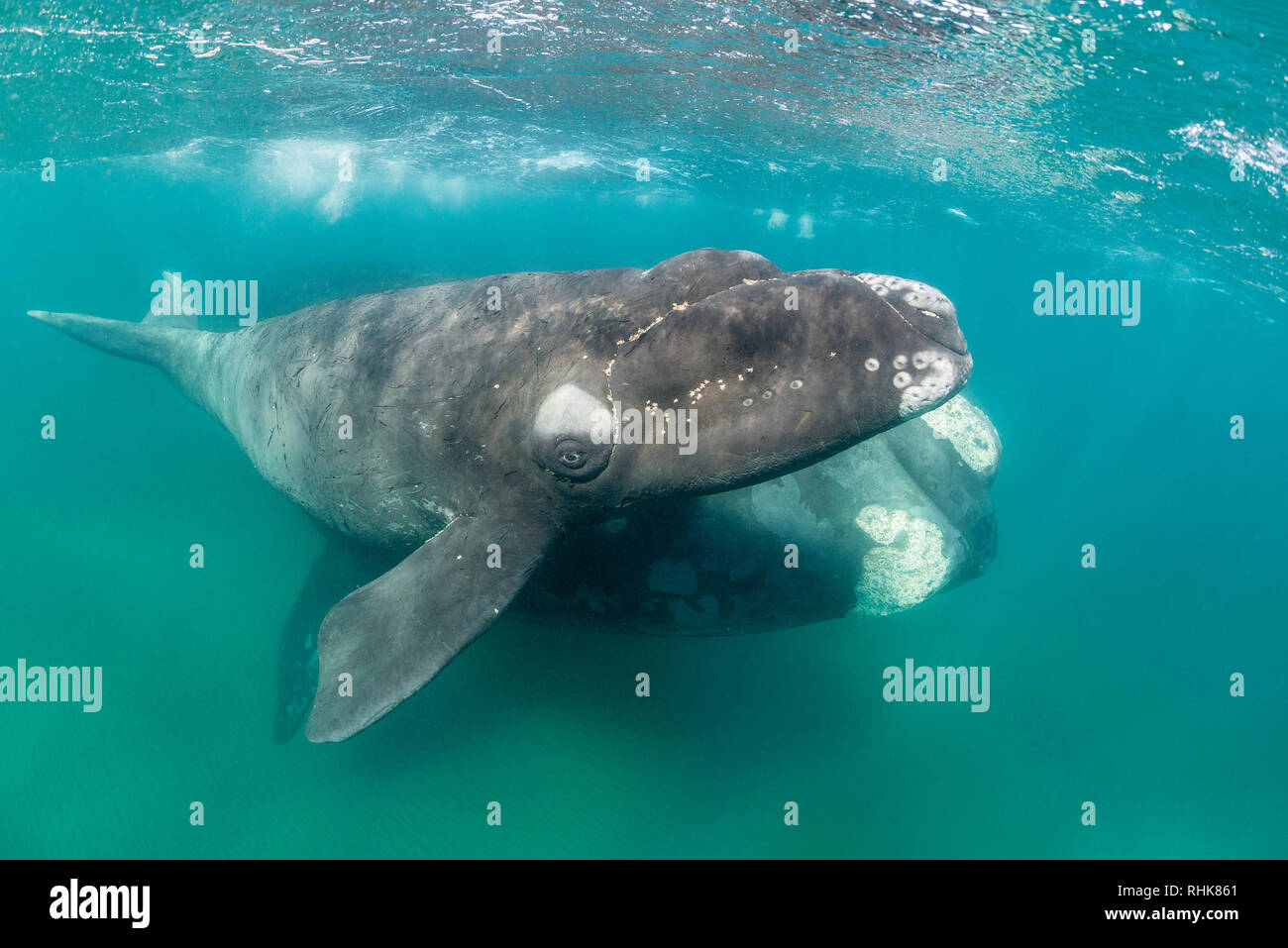 Baleine franche australe et son petit veau dans le golfe Nuevo, la Péninsule de Valdès, l'Argentine, au cours de la saison d'accouplement et de mise bas pour les baleines. Banque D'Images