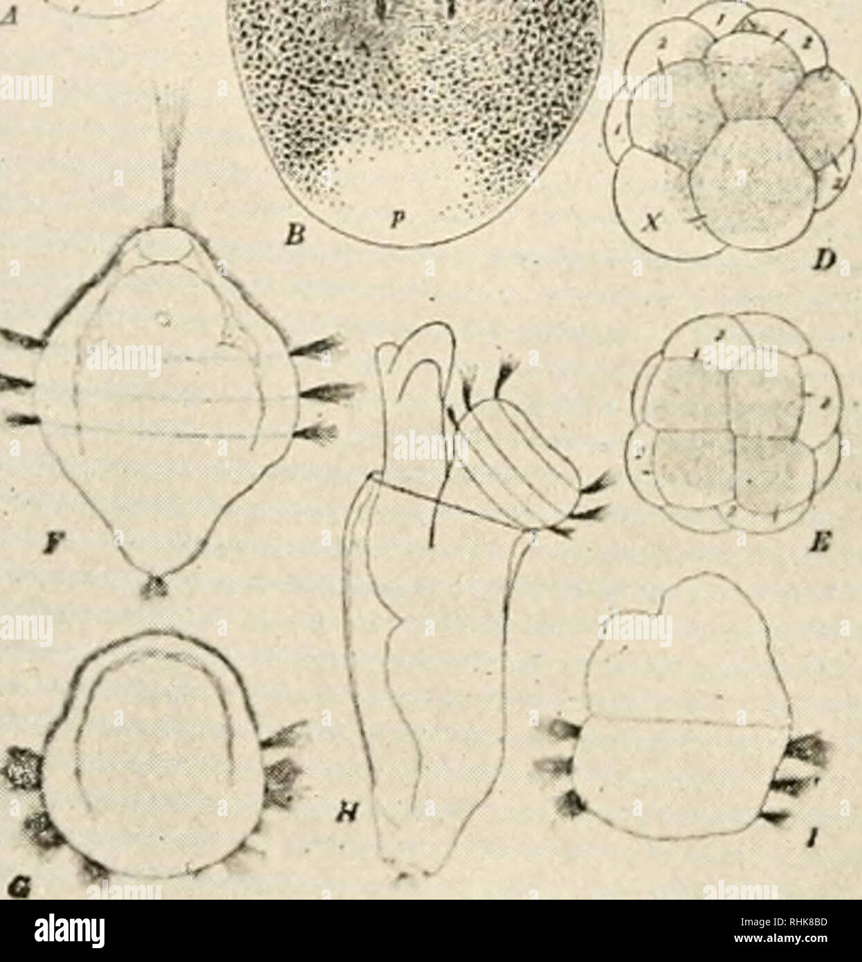La Biologie Dans Le Nord La Biologie A A Y A Lv A A 5 J P A Gauche L Oeuf De Thk Plissee Cynthia Montrant L Des Substances Formant Des Organes Et Leur