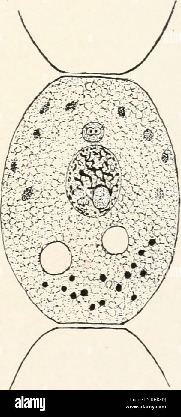 comme des definition