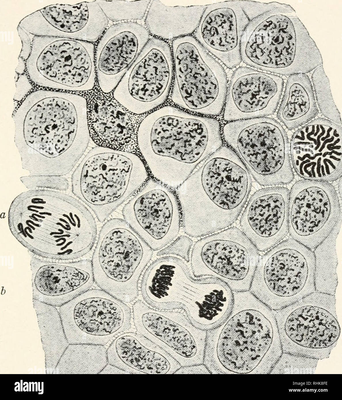 La Biologie Et Ses Decideurs Biologie Histoire La Theorie Cellulaire 255 Nombre Generalement De Deux A Vingt Quatre Dans Differentes Parties De 9 Les Animaux Et Les Plantes Ils Sont