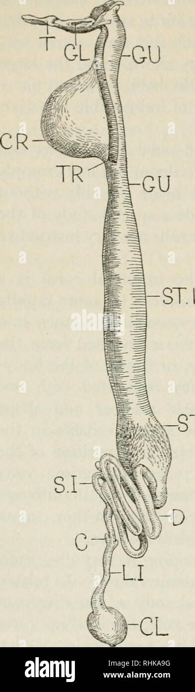 . La biologie des oiseaux. Les oiseaux. io8 LA BIOLOGIE DES OISEAUX. Er 2 Fig. 25.-alimentaire-canal de l'aigle. À partir d'un spécimen. T., langue maternelle ; GL., la glotte ; GU., gosier ; CR., récolte ; TR., l'extrémité coupée de la trachée ; ST.I, partie antérieure de l'estomac ; ST.2, postérieure ou une partie de l'estomac pylorique ; d., duodénum ; s.j., petit intestin ; c, caeca ; L.i., le gros intestin ou le rectum ; CL., cloaque. manière dont l'autre ne pourront en boucles- rendez-vous déranger le moins possible- ance " (Newton, 1893, p. 144). À la jonction de l'iléon ou l'intestin grêle avec le rectum ou gros intestin il y a un clapet (valvule iléo-caecal), prévenir le retour de la Banque D'Images