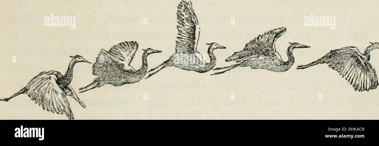 La Biologie Des Oiseaux Les Oiseaux Vol 77 Paragraphe 4