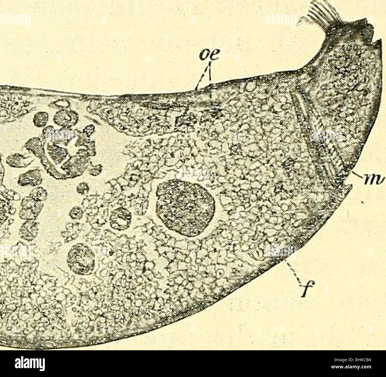 . Biologisches Zentralblatt. La biologie. 200 GastverhÃ¤ltnis Wasmann, bei den Ameisen- und TermitengÃ sonderung¤sten. des Beleckung bei der sérosités au fur des KÃ¤fers durch seine Wirte. 2. Sie dienen als Verdunstungsorgane desselben, l'indem sie die VerdunstungsoberflÃ vergrÃ¶Ãern¤che. 3. Sie dienen, wie ich oft beobachtete hauptsÃ¤chliche la SLA, en Transportorgane¤GÃ diese ste von den Ameisen ergriffen, fortgetragen fortgezogen und oder aufgehoben werden. Hierdurch dienen als auch sie 4. Schutz- organe fÃ¼r die Seiten der, Hinterleibsbasis Ameisenkiefer sonst welche durch die leicht verletzt werde Banque D'Images