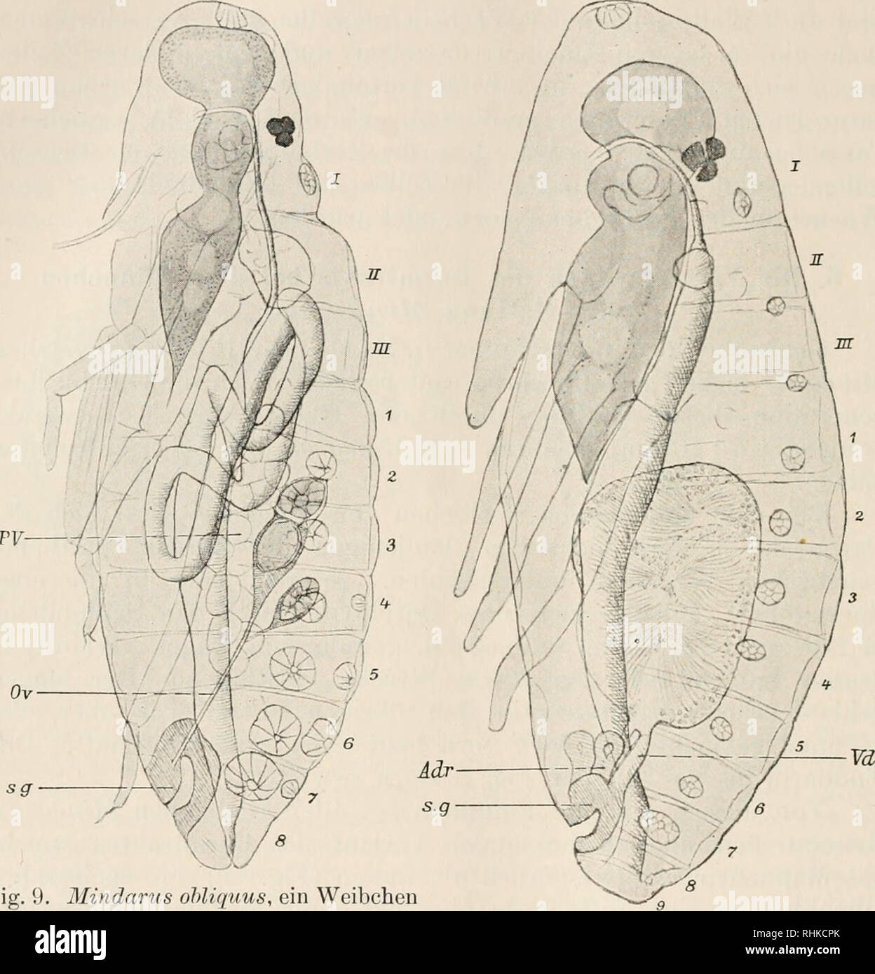 . Biologisches Zentralblatt. La biologie. 444 Nüsslin, Zur Biologie der Gattung von Koch. Mindarus unabhängig ist. Ist Auch schon bei den raännhchen Nahrungsmasse die Embryonen, welche von den maschigen Bindegewebszellen. Fig. 9. Ohliquus Weibchen Mindarus, ein nach eben vollzogener 1. Häutung. Mit der enger Speiseröhre und mit.sonderung versehene deutlicher Magen, dans aufgerollte Darmfrakt mehreren Schlingen deutlich erkennbar. Von den Genitalien ist der linke primäre Ovidukt (ou), der zu 2 Eiröhren Pseudovitellus, führt der (Fr) und die mediane sekundäre Genitaleinstülpung zvvi.schen 7. und 8. Banque D'Images