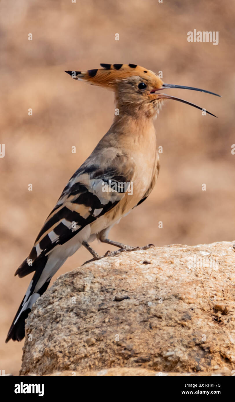 PORTRAIT DE HOOPOE Banque D'Images