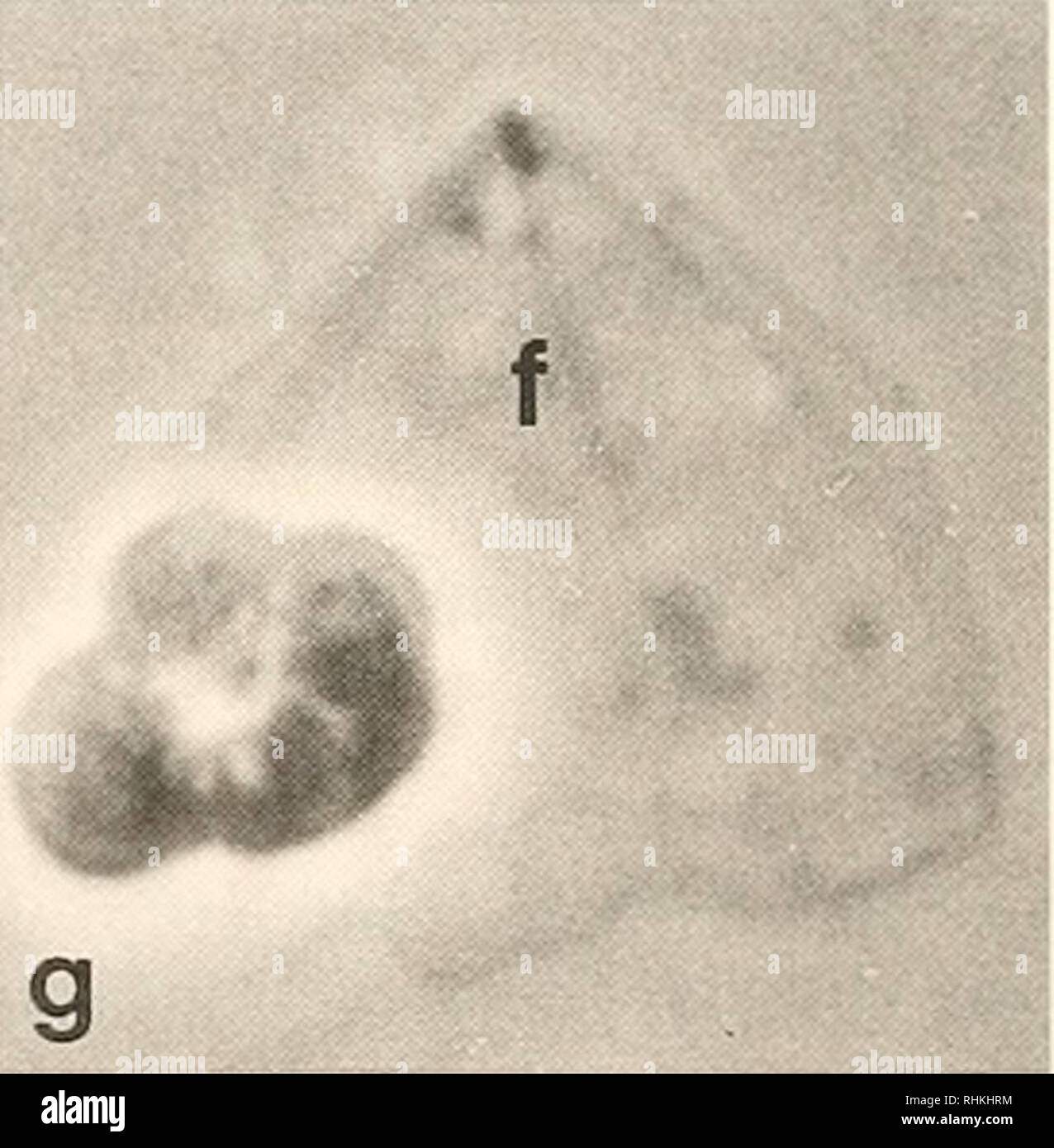 . Le bulletin biologique. Biologie ; zoologie ; biologie ; biologie marine. f Figure 3. Ciilypt cytosquelettes d(&gt;j&gt;enii érythrocytes kilnwri ; microscopie à contraste de phase, (a-d) Exemples de cytosquelettes dans lequel les centrioles sont réglées comme une paire de points "dense" (pointes) ; e- g) sous la lamelle aplati cytosquelettes pour améliorer la visualisation des fibres (f) rayonnant de l'centrosomal région. Les bandes marginales des microtubules ne sont pas présents. Conditions : (a) et (e-g). Lyse Brij moyen, pas de glutaraldéhyde ; (b. cl, Triton lysis médium  + glutaraldéhyde ; (d). Lyse Brij med Banque D'Images