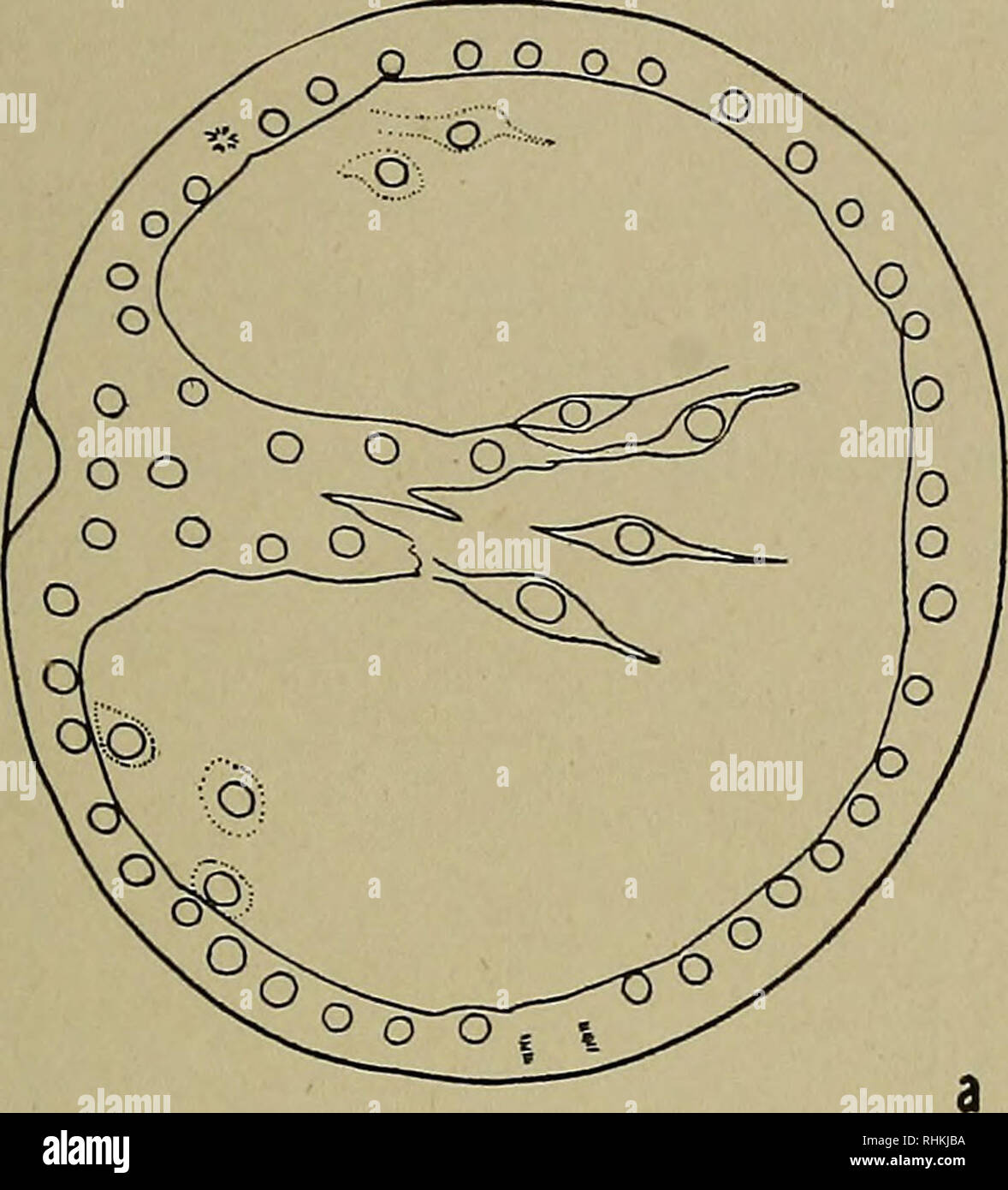 . Le bulletin biologique. Biologie ; zoologie ; biologie marine. Vitesse de DÉVELOPPEMENT ET LA TEMPÉRATURE 75 il est intéressant d'examiner la manière dont deux des formules communément em- tion monter nos données. Nous allons considérer d'abord l'équation d'Arrhénius qui a été largement appliquée par Crozier et ses col- laborators (1924-) pour divers processus biologiques, y compris le rythme de développement. Si le logarithme de la vitesse d'un processus particulier est comploté contre l'inverse de la température absolue, puis, selon l'équation d'Arrhénius, une ligne droite doit être prévu. Dans le grap Banque D'Images