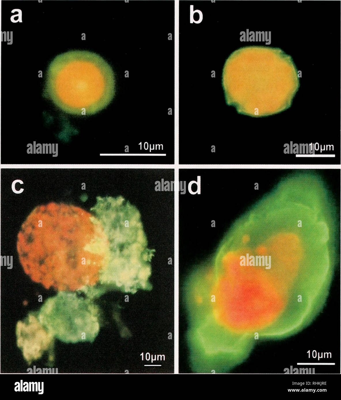 . Le bulletin biologique. Biologie ; zoologie ; biologie ; biologie marine. La lectine de OCTOCORAL SYMBIOTES SÉLECTIONNE 85. La figure 5. Des micrographies de cellules fluorescentes immunocolorées au jour 6 après le traitement (100 ^.g ml '). Liaison de l'anticorps anti-SLL-2 est illustré par fluorescence verte : fluorescence rouge indique la présence de chlorophylle a dans les plastes. (A) Symbiodinium sp. (CS-156) ; (b) xaiulniun miiniiiim.Ale (note : cellule n'est pas détruite.) : (c) détruit des cellules de Gymnodinium cutcnatum avec débris souillés : et (d) de la cellule rafale Prorocentrum IHI'CMH.C. L'immunomarquage a été effectuée comme suit : les cellules sont ha Banque D'Images