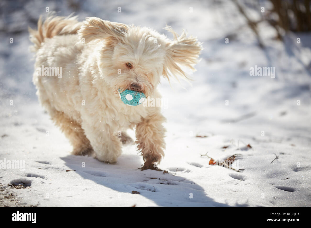 Bichon Havanais chien jouant dans la neige avec ball Banque D'Images