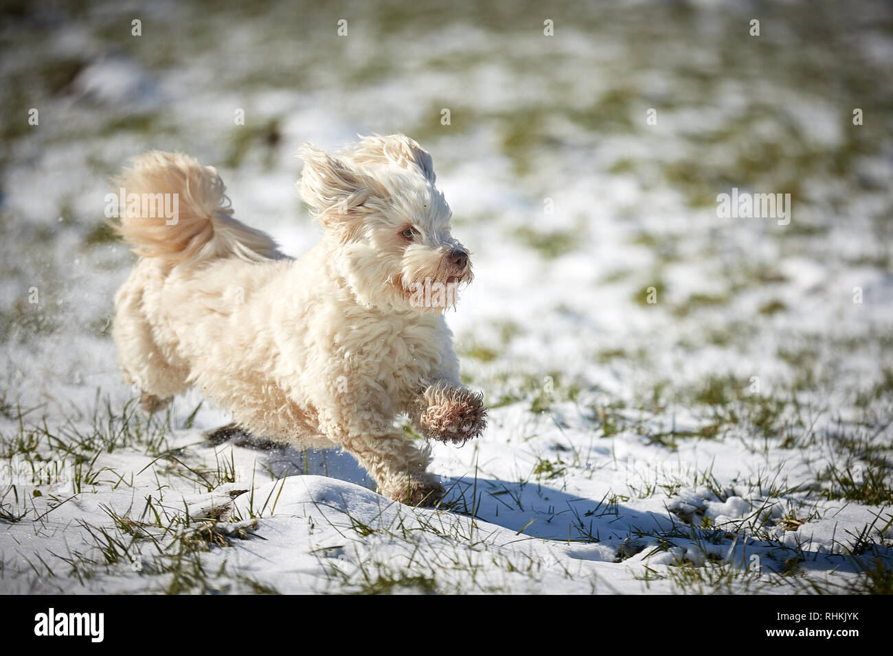 Bichon Havanais chien jouant dans la neige avec ball Banque D'Images