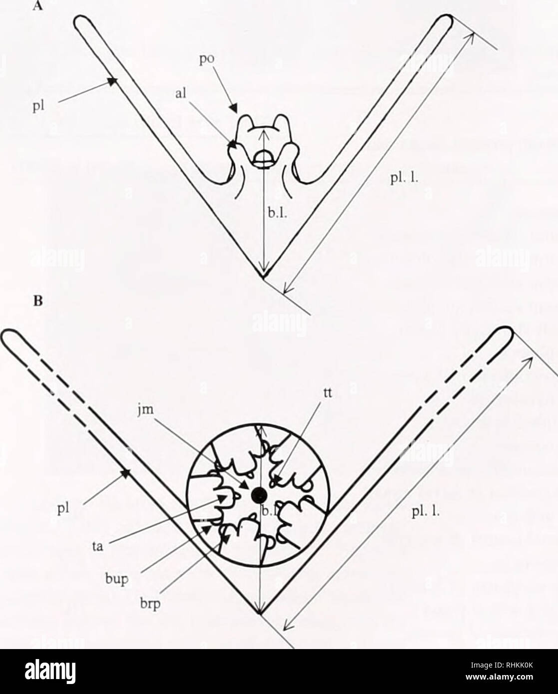 . Le bulletin biologique. Biologie ; zoologie ; biologie ; biologie marine. OPHIOTHRIX FRAGILIS-DÉVELOPPEMENT LARVAIRE 93 ont également montré l'étroite relation entre les juvéniles et les adultes de cette espèce ; ce lien est particulièrement évident dans la façon dont les jeunes adultes à répondre à une distance. Dans cette étude, le développement et la croissance de la larve et corps squelette d'O. fragilis a été suivie pour documenter les changements morphométriques des larves. Compte tenu du comportement agrégatif bien connus de l'O. fragilis, le rôle que d'adultes de la même espèce peuvent jouer dans l'induction de l'entente a été étudiée. Première Banque D'Images