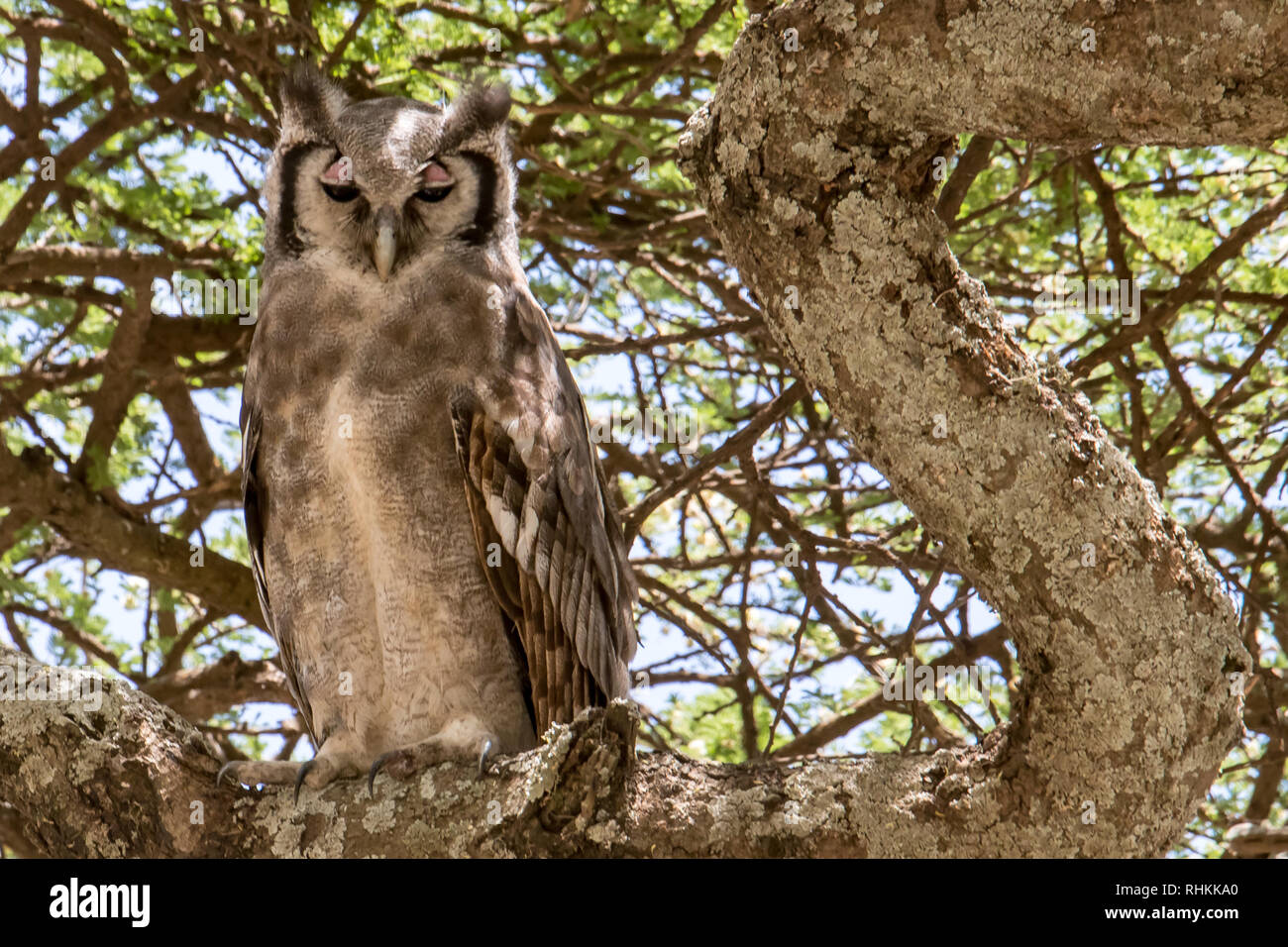 Owl assis sur une branche Banque D'Images