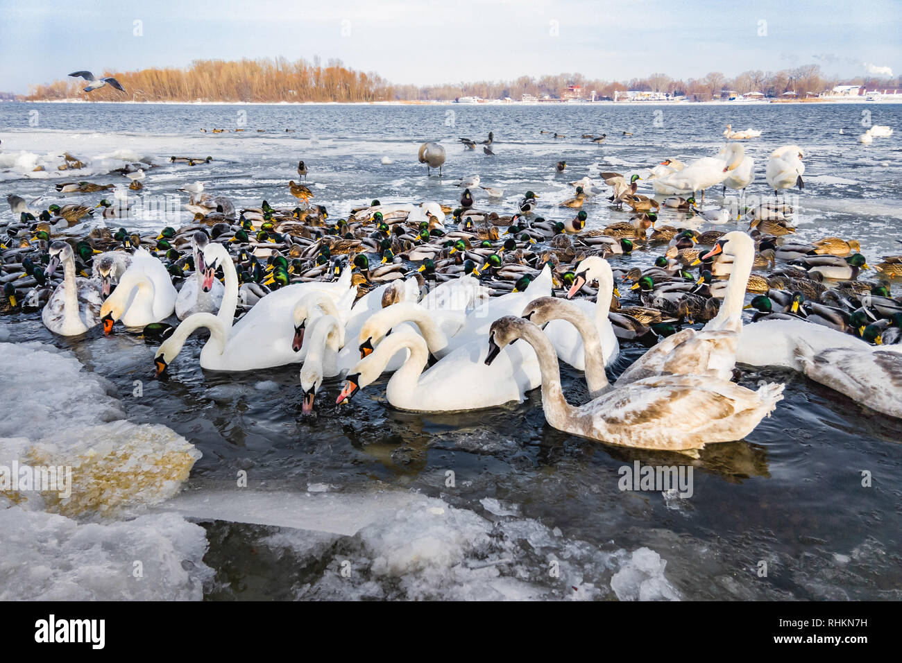 Une multitude de canards et cygnes sauvages sur la rivière Dniepr à Kiev, Ukraine, au cours de l'hiver froid et enneigé Banque D'Images